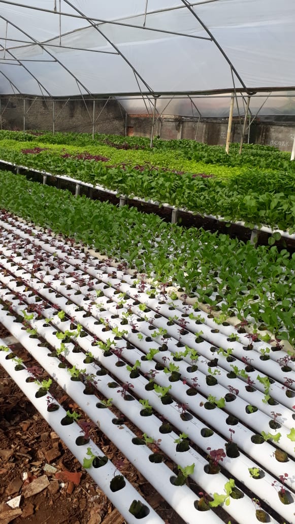 Mengenal Hidroponik Solusi Pertanian Di Lahan Sempit Rakamin Academy