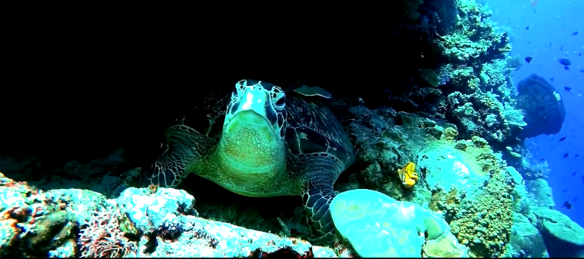 Taman Laut Bunaken