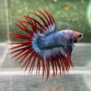 Ikan cupang crowntail