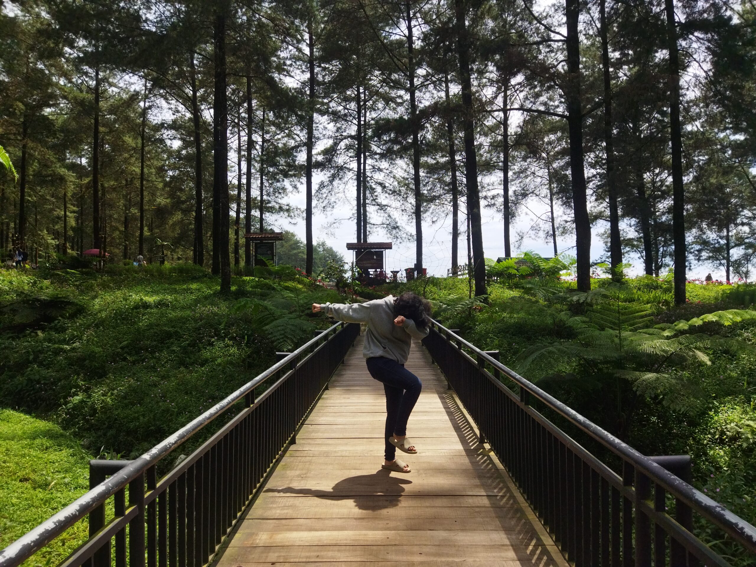 Hutan Pinus Limpakuwus, Purwokerto