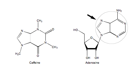 Struktur kimia pada adenosine dan kafein yang mirip