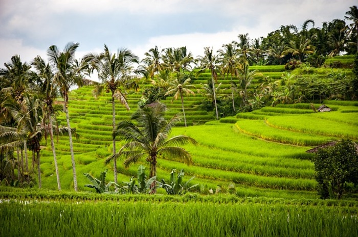 Terasering Tegalalang jadi Rekomendasi Tempat Rekreasi di Bali