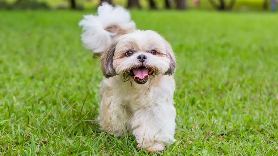 Anjing Shih Tzu