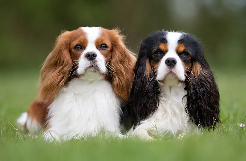 Anjing Cavalier King Charles Spaniel