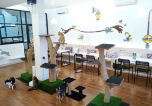 groocy Cat Cafe