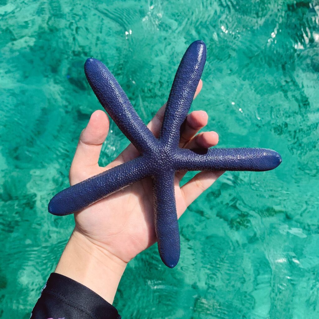 Bintang Laut Biru