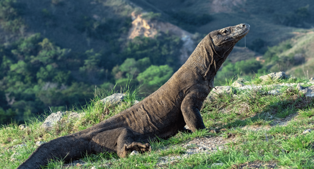 seekor komodo yang sedang berjalan di atas rumput sambil menegakkan kepalanya.