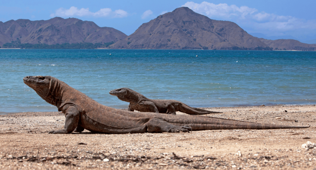 Dua komodo raksasa berjemur di pinggir pantai di Taman Nasional Komodo.