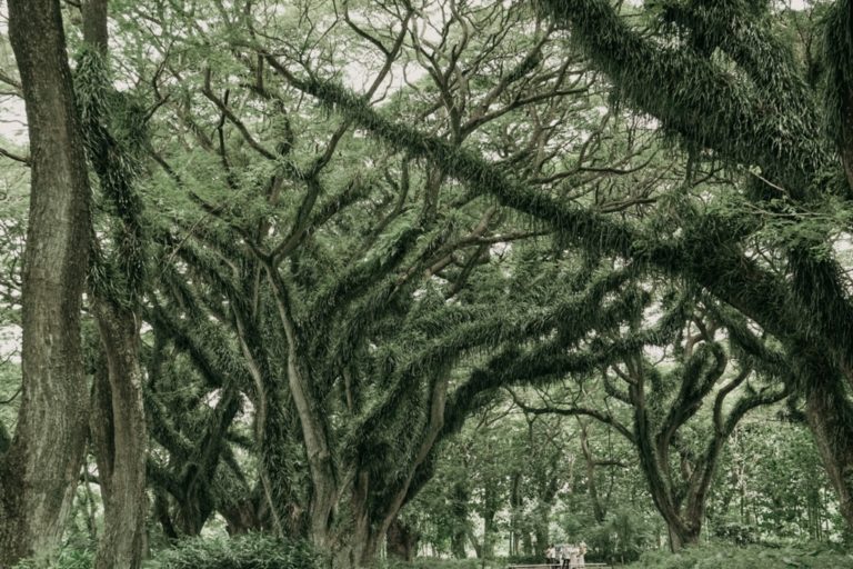 Pepohonan Trembesi Rasaksa di Hutan De Djawatan, Banyuwangi