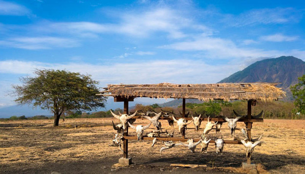 Pajangan Tengkorak Kepala Banteng di Savana Bekol Taman Nasional Baluran, Banyuwangi