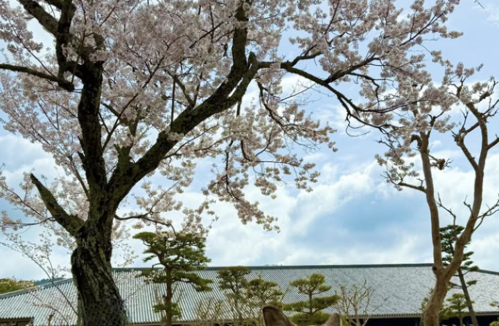 japan sakura