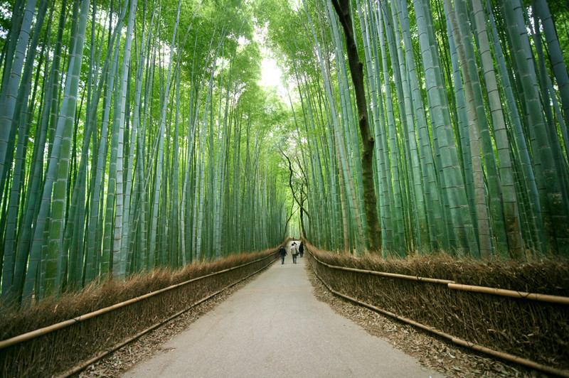 Arashiyama sebagai destinasi wisata Jepang di Kyoto