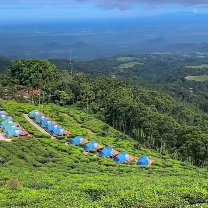 Kebun Teh