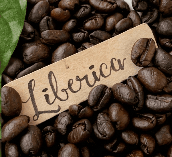biji kopi liberica