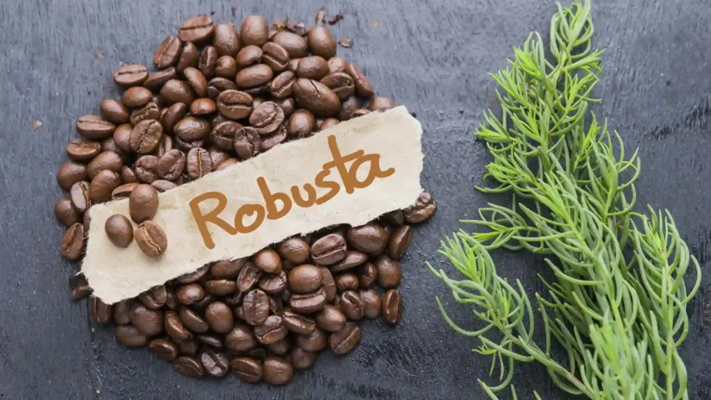 biji kopi robusta